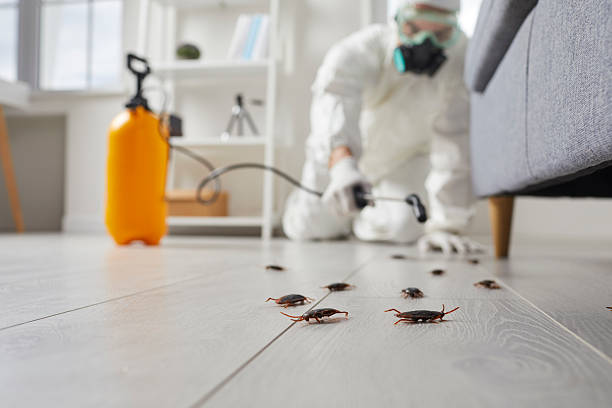 Post-Treatment Bed Bug Interceptor Monitoring in Wilmington Island